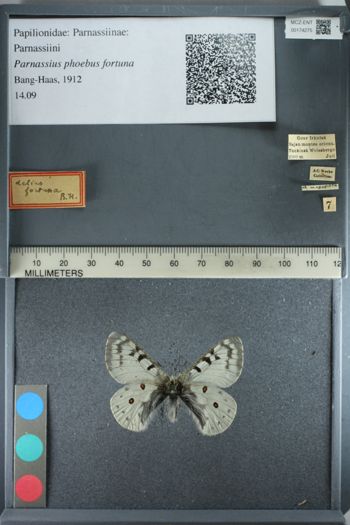 Media type: image;   Entomology 174275